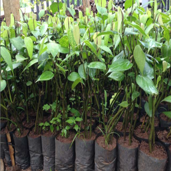 Mua cây giống tiêu - Giao hàng toàn quốc - dak mil